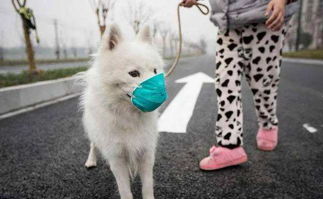 តើ SASR-Cov-2 បានរាលដាលដល់សត្វចិញ្ចឹមដែរឬទេ?